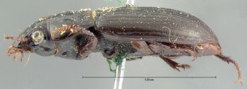 Media type: image;   Entomology 666 Aspect: habitus lateral view